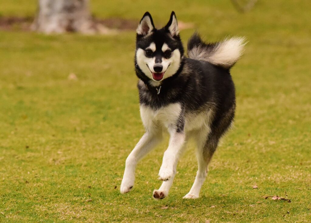 Alaskan klee kai dog breed