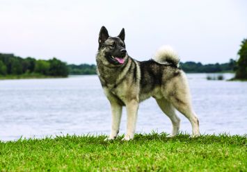 Curly dog breed norwegian-elkhound