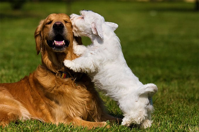 Sealyham Terrier