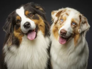 australian-shepherd-dogs