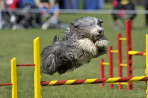 bearded-collie