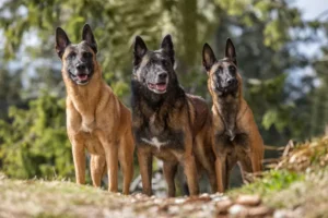 belgian malinois