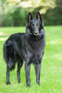 belgian-sheepdog-