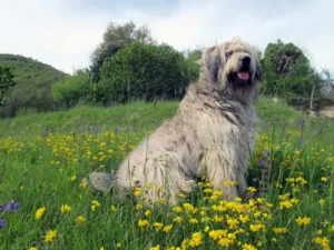 -bergamasco-sheepdog.