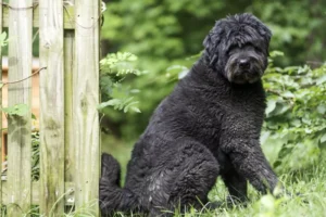 bouvier-des-flandres