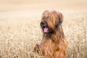 tawny-male-briard.