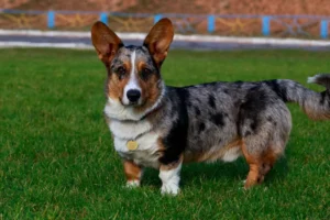 welsh-corgi-cardigan