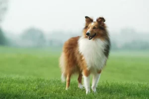 rough-collie