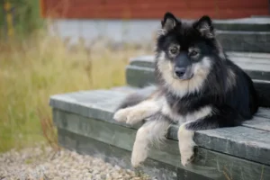 finnish-lapphund.