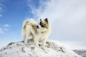 icelandic-sheepdog