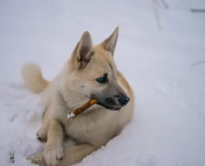 norwegian-buhund-dog