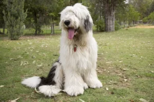 old-english-sheepdog.