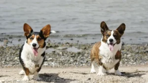 pembroke-welsh-corgis.