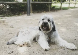 polish-lowland-sheepdog.