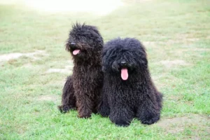 puli-dogs
