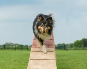 shetland-sheepdog