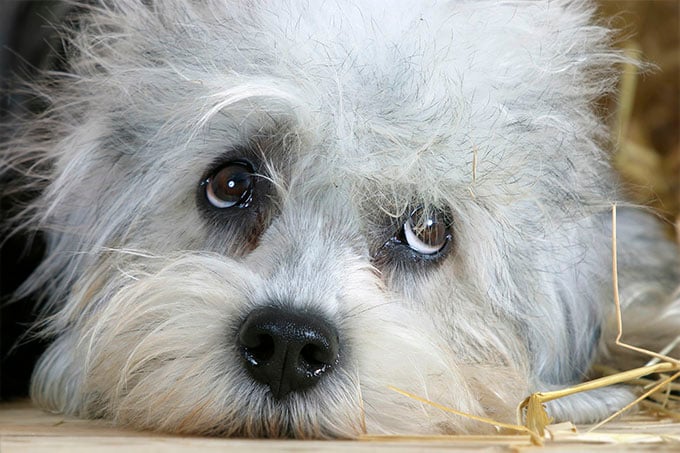 Dandie Dinmont Terrier