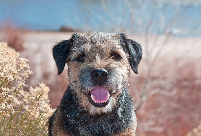 Brown and black dog with mouth open showing his tongue