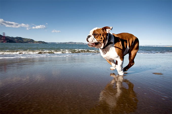 Dog running on beach