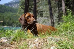 Bavarian-Mountain-Hound-german-dog.jpg