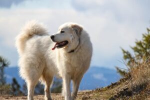 Great pyrenees mountain dog