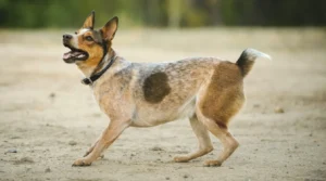 Light-Brown-Spotted-Dog-Playing-stumpy tail dog