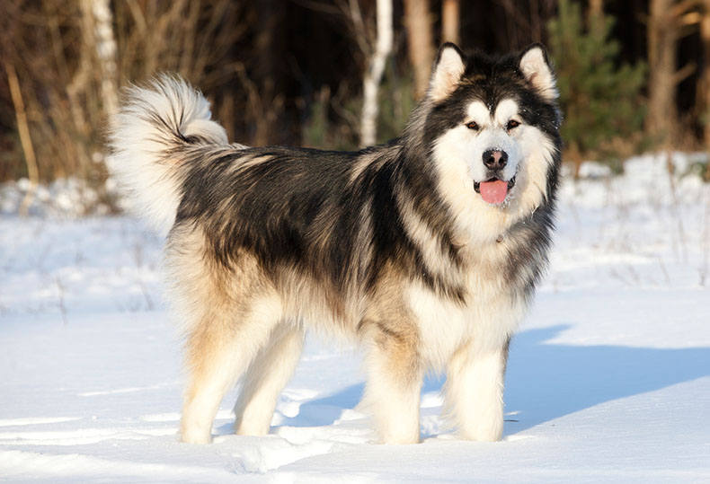 Malamute