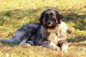 Romanian-Carpathian-Shepherd-laying-down-in-the-grass-copy