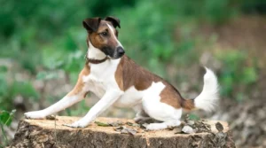 Small-Brown-and-White-Dog-on-Tree-Stump-mini fox terrier