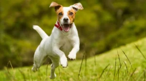 Small-White-Dog-With-Brown-Spots-Jumping-in-Air-Jack rusell terrier