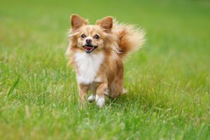 Petite,Chihuahua,Happily,On,A,Cloudy,Day,Above,The,Meadow