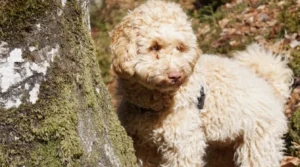Tan-Curly-Dog-Standing-by-Tree-Australain cobberdog