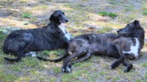 Two-Dark-Gray-Skinny-Dogs-Laying-in-Grass-staghound
