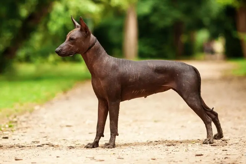 Xoloitzcuintli_TatyanaPanova_Shutterstock