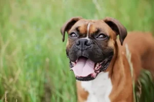 boxer dog with open mouth