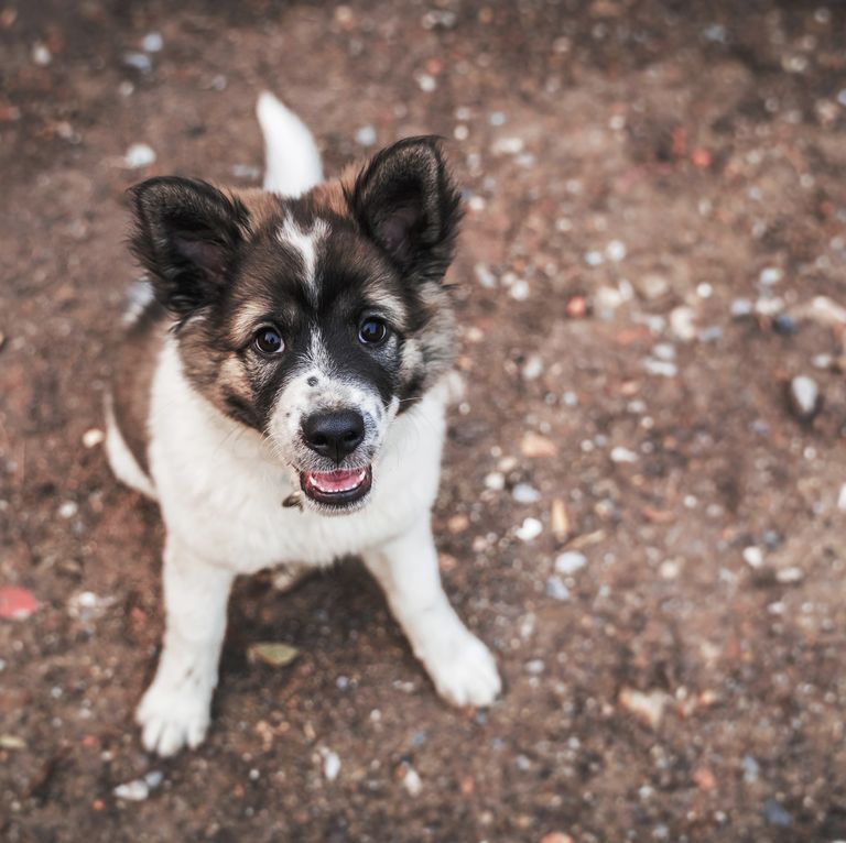 asian-dog-breeds-bangkaew