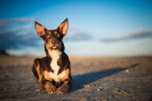 australian-kelpie-dog-breed