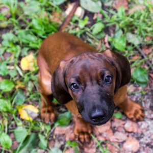  bavarian-mountain-scent-hound-