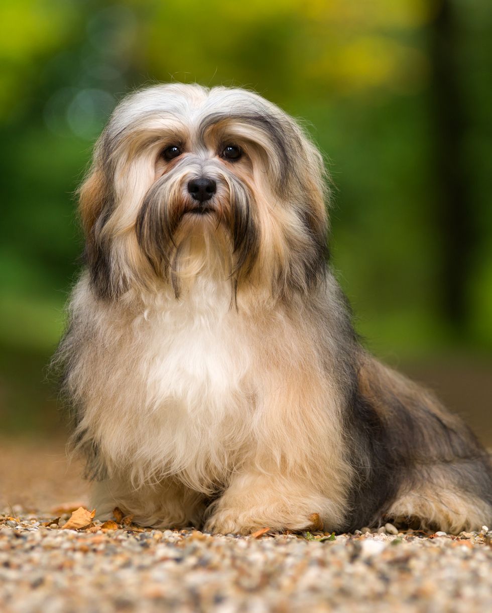 beautiful-young-havanese-dog-sitting-on-a-gravel-