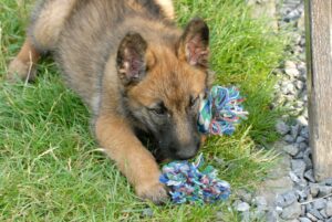 belgian-laekenois-dog