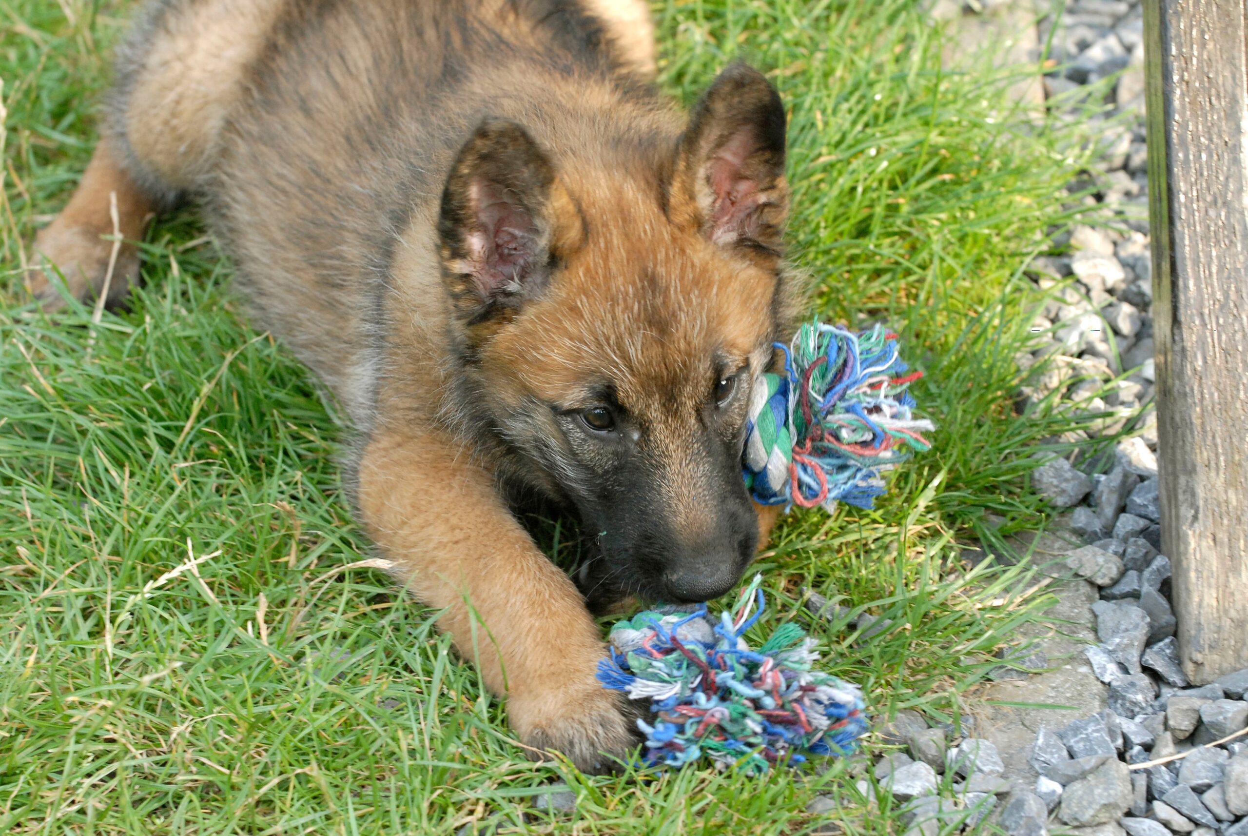 belgian-laekenois-dog sniffing blue and pink pom pom while laying on the lush green grass