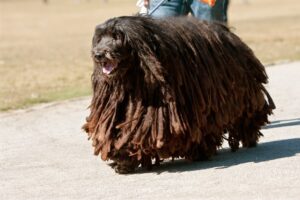 bergamasco-sheepdog-