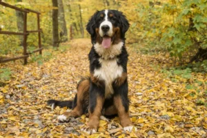 bernese mountain dog