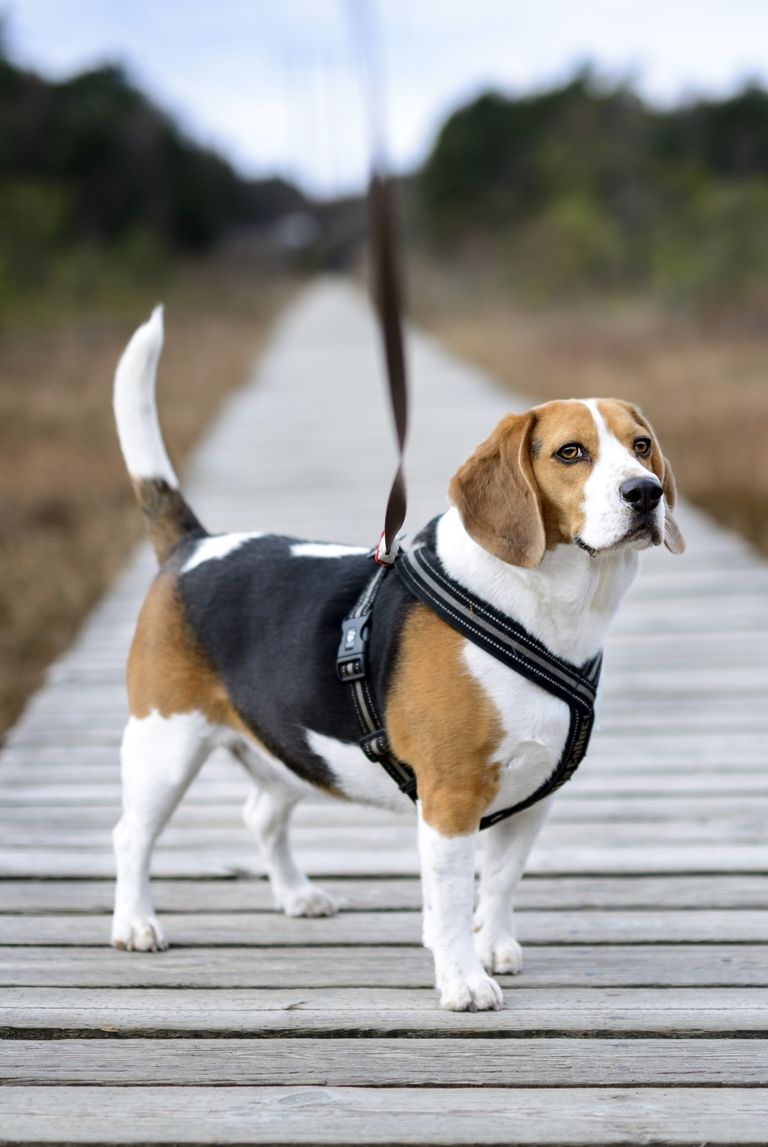 best-small-dog-breeds-beagle-