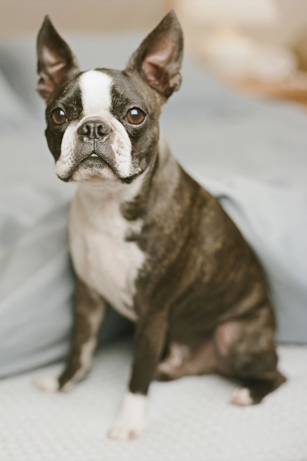 best-small-dog-breeds-boston-terrier-