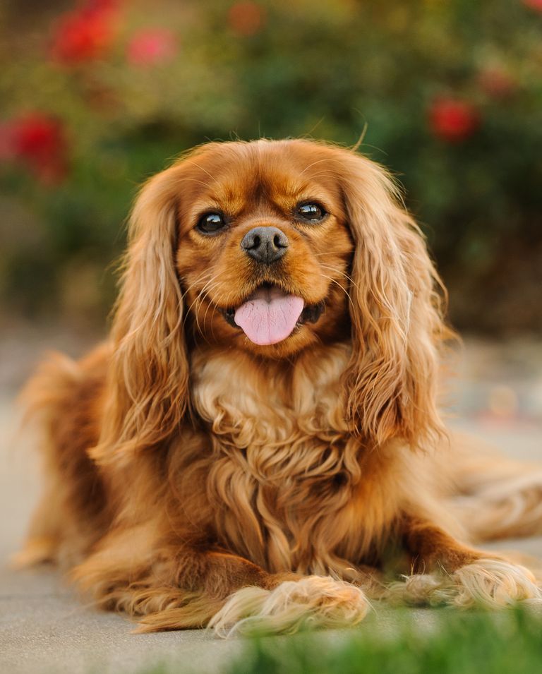 best-small-dog-breeds-cavalier-king-charles-spaniel