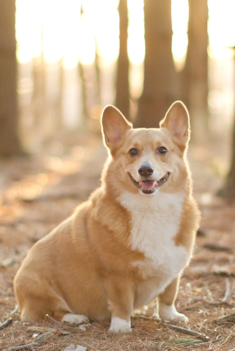 best-small-dog-breeds-corgi-