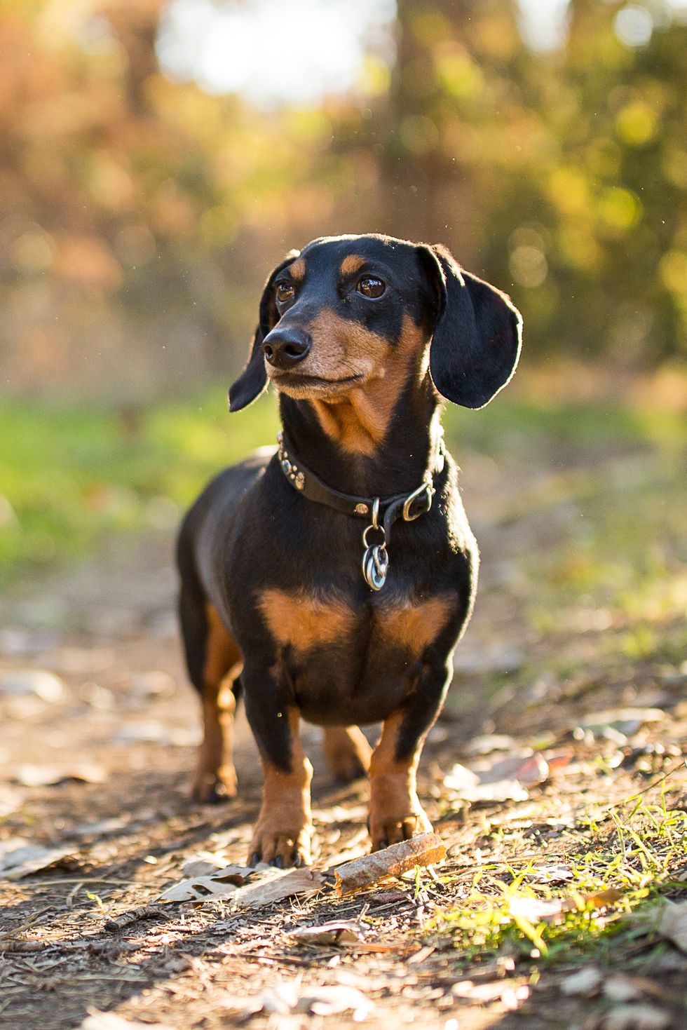 best-small-dog-breeds-dachshund-