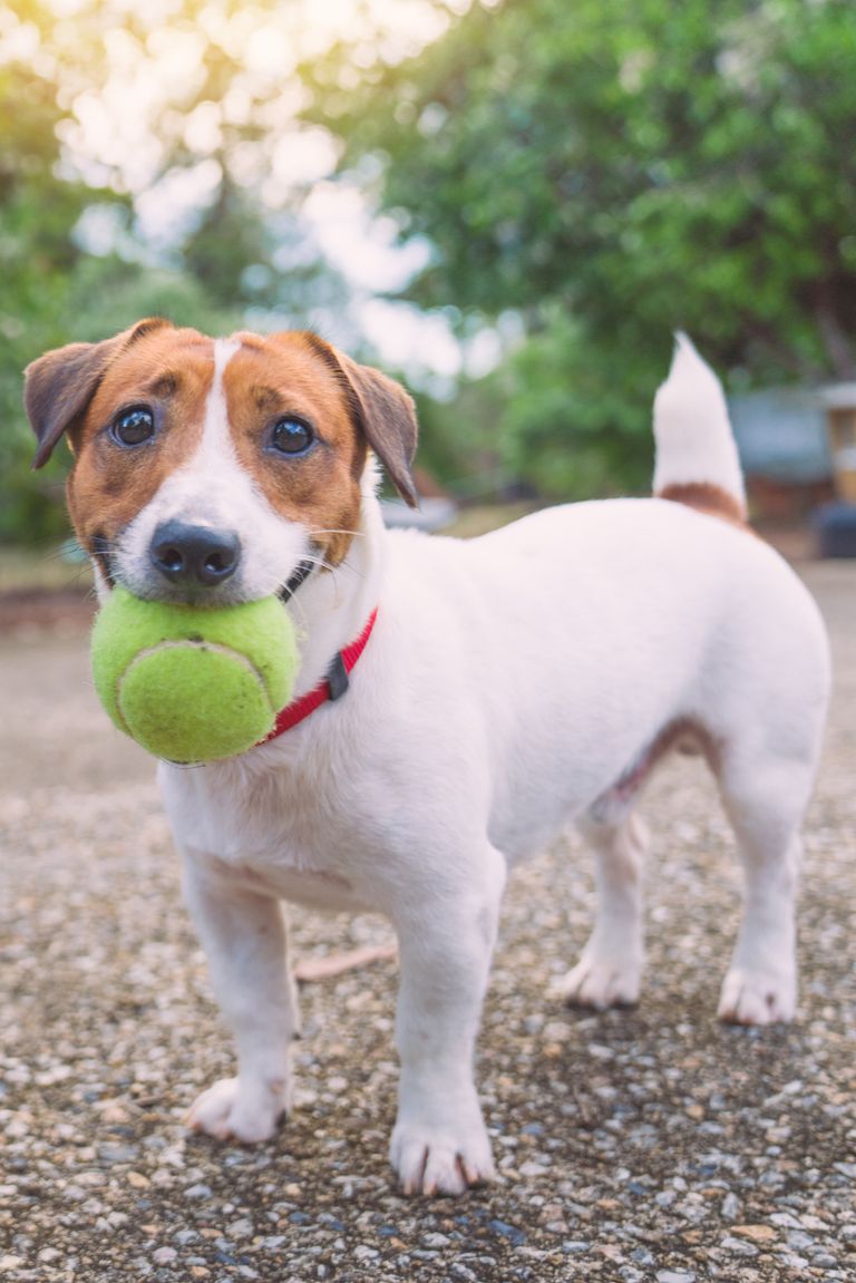 best-small-dog-breeds-jack-russell-terrier-