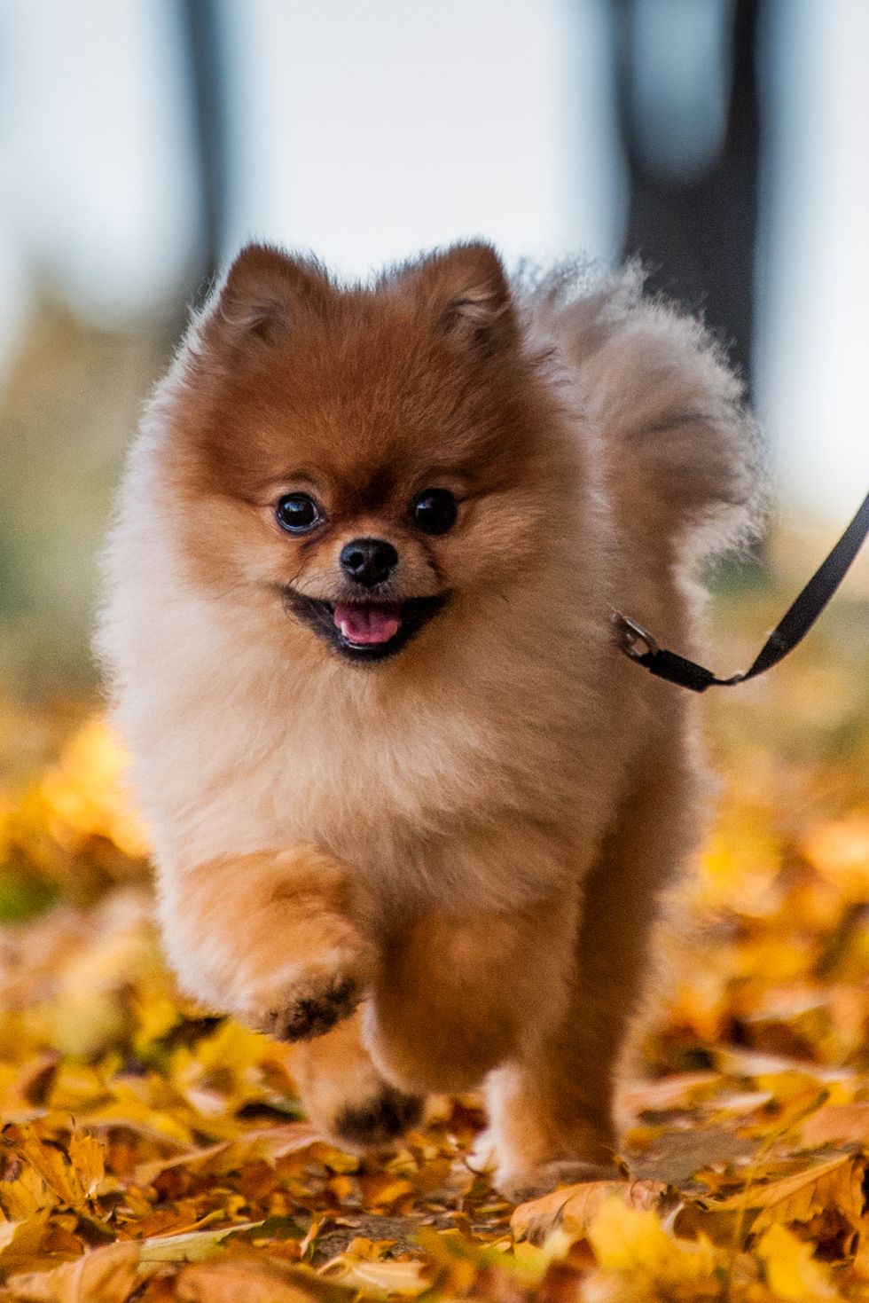 best-small-dog-breeds-pomeranian-